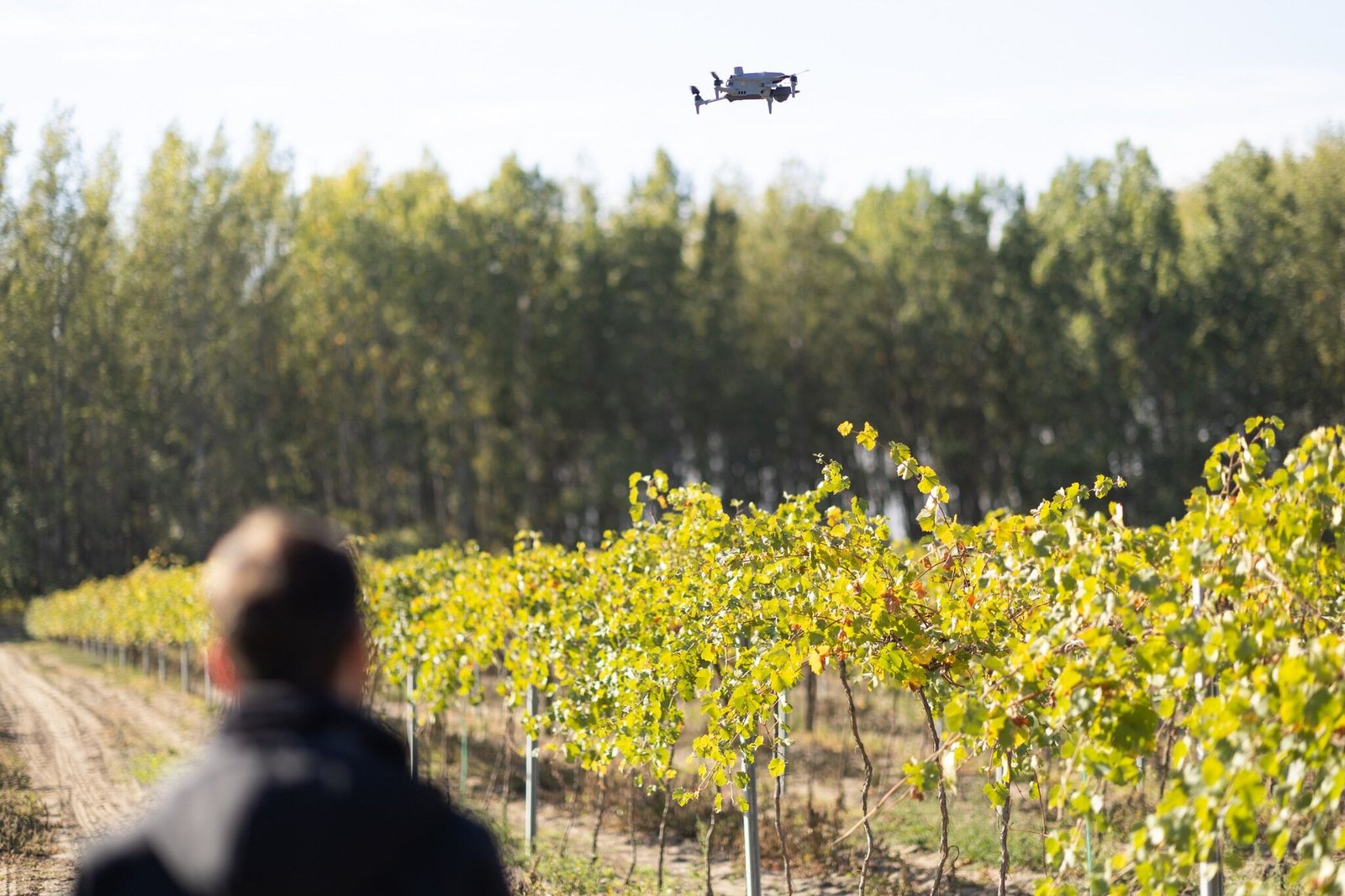Vine leaves monitored for signs of disease