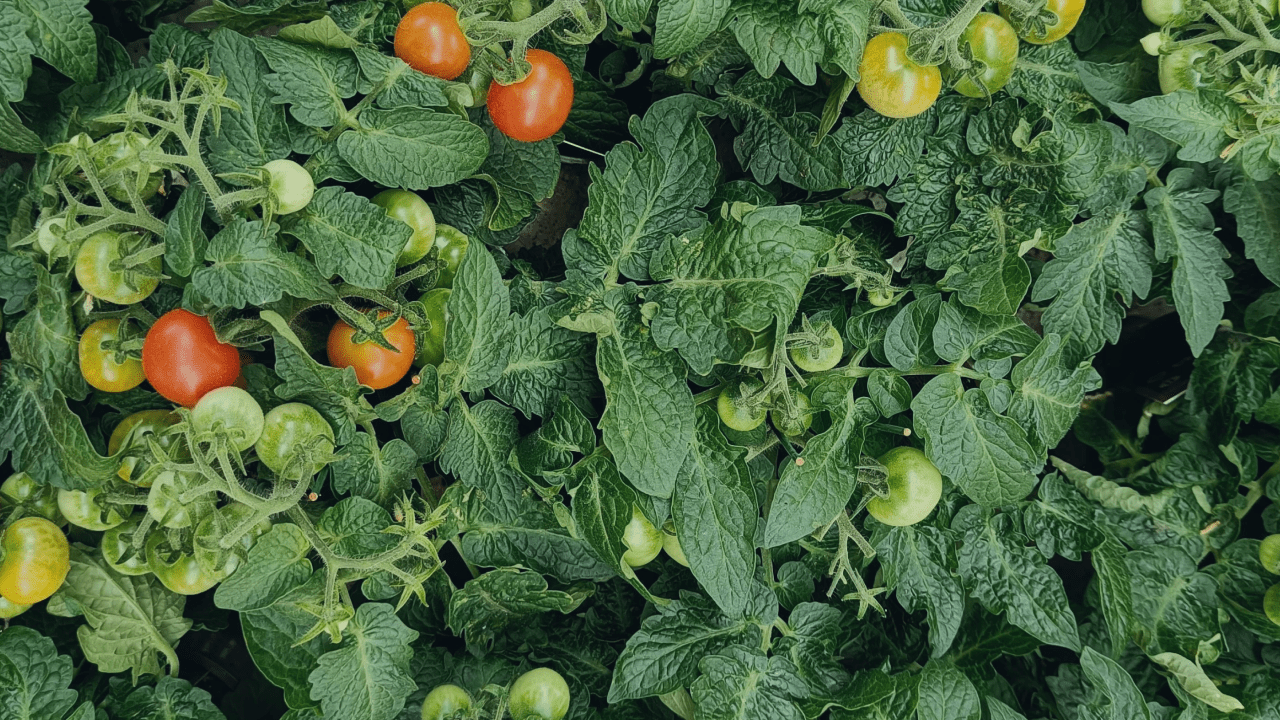 Tomato transplants monitored with crop imagery