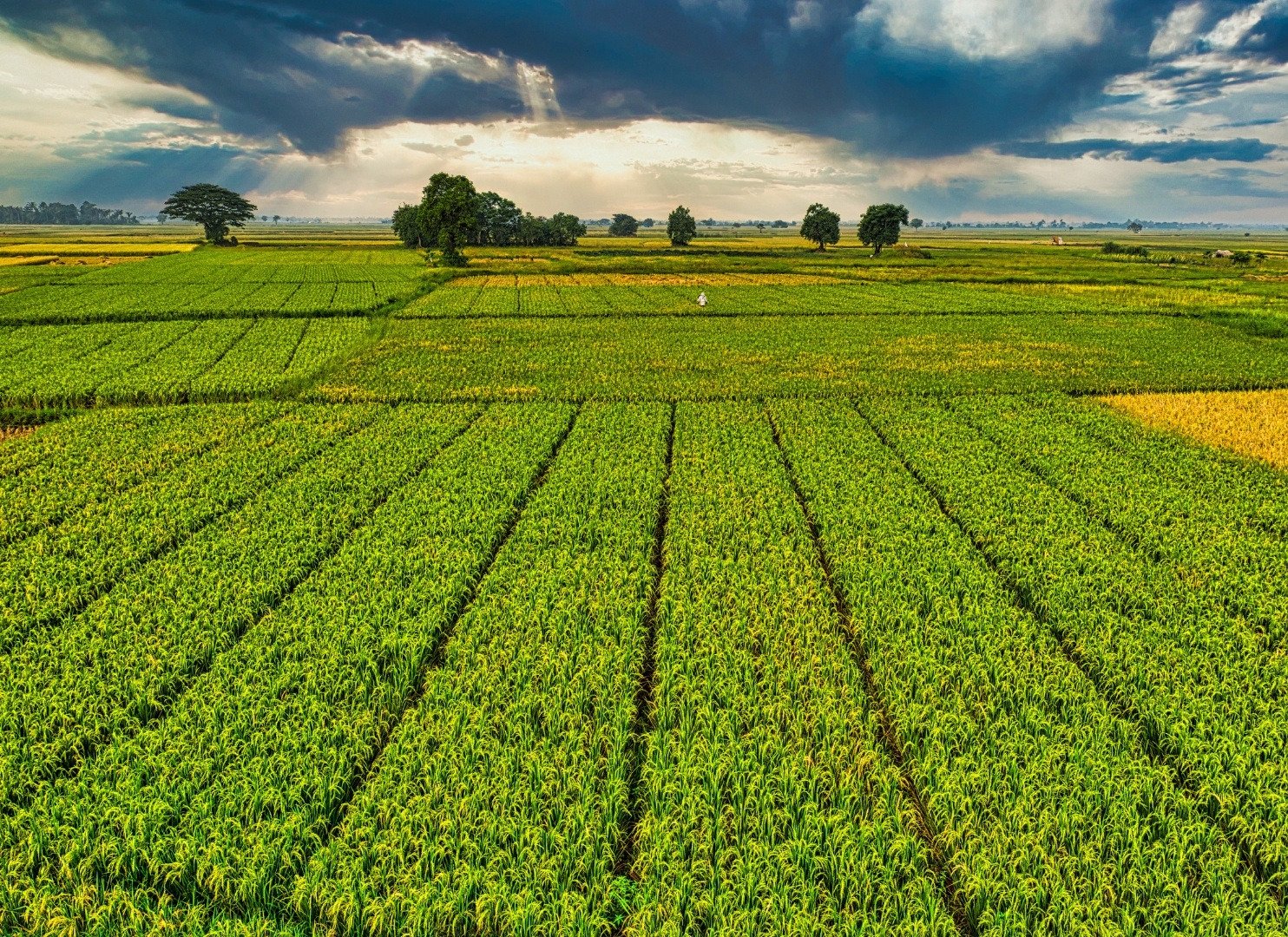 Agricultural fields monitored at scale